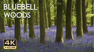 4K HDR Bluebell Woods  English Forest  Birds Singing  No Loop  Relaxing Nature Video amp Sounds [upl. by Nnyleimaj347]