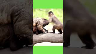 Fun Alert  Watch These Hilarious Monkeys [upl. by Janette]