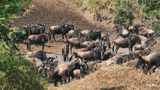 Wildebeest Migration  Serengeti National Park [upl. by Anecusa15]