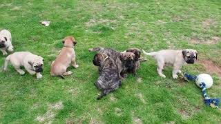 English Mastiff Puppies playing outside [upl. by Inimak]