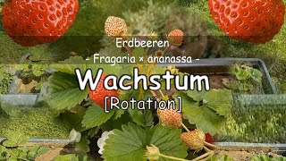 Erdbeerpflanze Fragaria × ananassa [upl. by Oznerol]