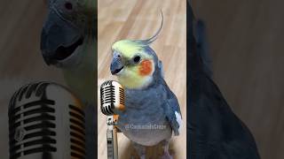 Adorable Cockatiel Sings His Heart Out 😍 cockatielscraze [upl. by Shepard]