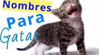 Mira nombres para gatas bonitos [upl. by Notsreik]