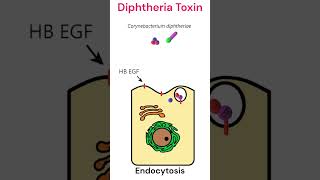 Diphtheria toxin mode of action toxins diphtheria animation [upl. by Ahtaela113]