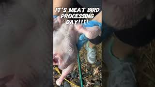 It’s Meat Bird Processing Day chicken homesteading butcher butchering meatbird shorts [upl. by Inail]