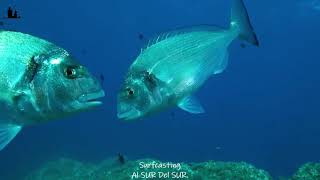 Dorada Sparus aurata Alimentándose En Los Fondos Del Mar MediterráneoGilt head sea bream feeding [upl. by Evilc]