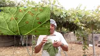 أمراض العنب ومكافحتها وعلاجها عفن البياض الزغبي Downy Mildew of Grape [upl. by Weber843]