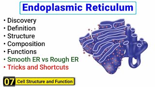 Endoplasmic Reticulum structure and function  Rough ER vs Smooth ER  Complete concept [upl. by Danita6]