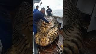 Giant Sea Monsters Caught by Fishermen 🐙🎣GiantSeaCreatures FishingDiscoveries OceanMysteries [upl. by Terrag]