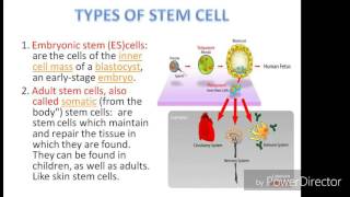 Stem cell and their application [upl. by Enyalaj]