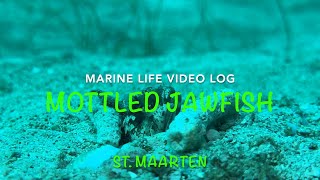 Marine Life Vlog  MOTTLED JAWFISH [upl. by Malamut]