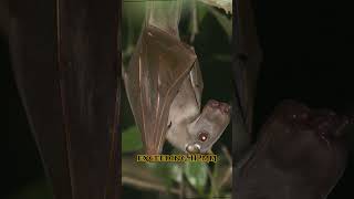 Creepy and scary Hammerheaded Bat part 1 [upl. by Geiger]