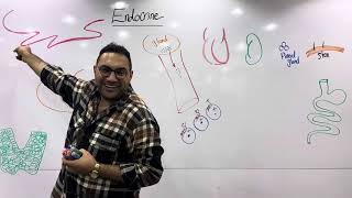 Endocrine physiology 1 القصر العيني [upl. by Blinnie458]