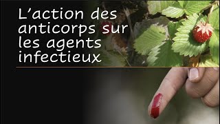 1e Spé SVT  Laction des anticorps sur les agents infectieux  Activité 6 cours [upl. by Ominoreg]