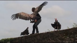 Roofvogelshow in de Vogezen [upl. by Wakerly]