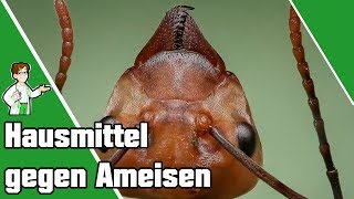 Hausmittel gegen Ameisen  9 einfache Tricks 🐜 [upl. by Iniffit328]