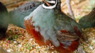 Asian blue or Chinese Painted Quail with sound [upl. by Ilyah]