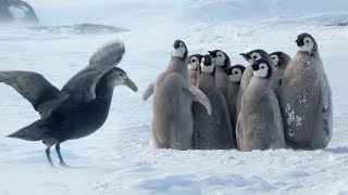 Penguin chicks rescued by unlikely hero  Spy In The Snow  BBC Earth [upl. by Einahpets]