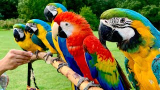 5 Pet Macaw Parrots In Free Flight  Primrose Hill  London [upl. by Llerdnam237]