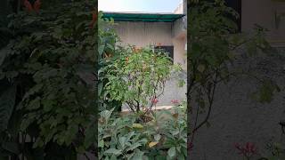 Rooftop garden ytyoutube ytshort youtubeshorts nature organic youtubeshort ytshort [upl. by Esbensen]