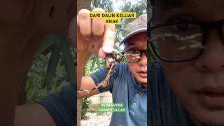 Perbanyak Dari Daun Zamioculcas [upl. by Huai]