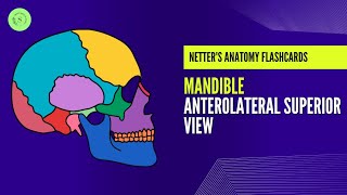 Mandible Anterolateral Superior View By Dr Areej Fatima [upl. by Eddana87]