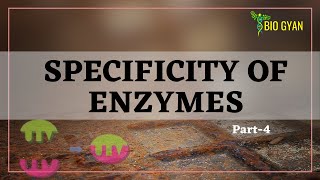 Enzymes part4  Specificity of Enzymes [upl. by Weywadt33]