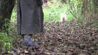 The Lagotto Romagnolo Gundog [upl. by Boutis]