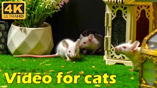 Cat TV Adorable White Mice Scurrying in and out of Mini House  Hide amp Seek Fun  3 Hours 4K UHD [upl. by Aonehc]