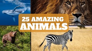 Fun Facts about Animals  Facts about Animals for Kids  Facts about Animals for 1st  5th Grade [upl. by Akselav]