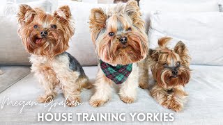 House Training Yorkies  Yorkie Training Secrets [upl. by Ilatfen]