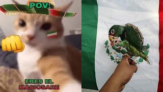 💥VAMOS POR EL MASIOSARE 👊15 DE SEPTIEMBRE 🥳DIA DE LA INDEPENDENCIA🇲🇽 LOS MEJORES MEMES [upl. by Sissel]