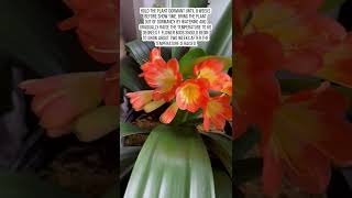 Beautiful flowering houseplant  Clivia bush natal lily shorts [upl. by Asiluy]