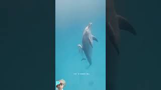 dolphin fish amazingfacts factsinhindi shark fact amazingfact knowledge ytshorts spiderman [upl. by Singh167]