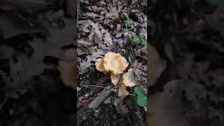 Cantharellus cibarius Quercia [upl. by Lodhia]