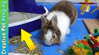 HOW TO litter train your rabbit in one week  Bunny Potty Training [upl. by Effy748]