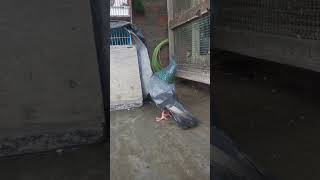 Karup shortsfeed kabootar pigeon birds love viralvideo [upl. by Neehsas]