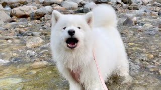 My dog goes to creek for the first time and got mad for taking her into water [upl. by Ogires]