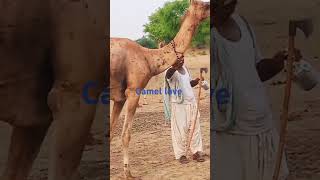 Camel love with human what a beauty of animalsanimals camel nature wildlife thardesertthar [upl. by Nivlek]