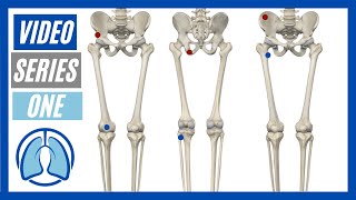 Lower Extremity Part One Action Origin Insertion amp Innervation [upl. by Morganstein516]