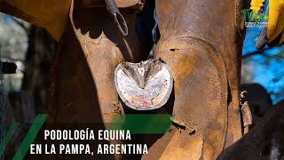 Podología equina en la Pampa Argentina  TvAgro por Juan Gonzalo Angel Restrepo [upl. by Agace375]