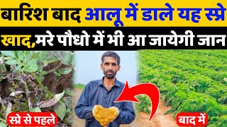 आलू में बारिश के बाद डाले यह स्प्रेखाद मरे पोधों में भी जान आ जायेगी  Potato Late Blight  Potato [upl. by Bartko33]