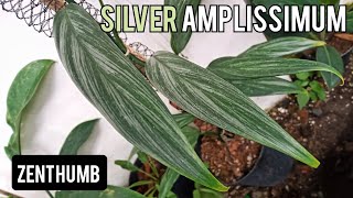 Epipremnum Amplissimum quotSilver Streakquot  Care amp Propagation [upl. by Meir]