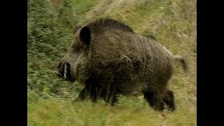 HE TALKS TO WILD BOARS  IL PARLE AUX SANGLIERS [upl. by Emad997]