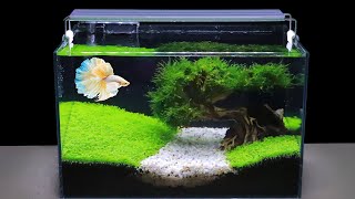 How To Grow Aquatic Plants in Aquarium Amazing Diy Aquascape For Betta Fish No Co2 Have Filter 119 [upl. by Oetsira749]