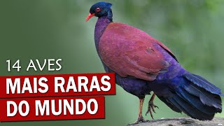 14 AVES MAIS RARAS DO PLANETA  Espécies QUASE EXTINTAS [upl. by Granoff]