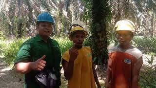 Belajar Nge YouTube Pertama Di Perkebunan Kelapa Sawit Kalimantan [upl. by Essirahs]