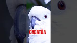 El mundo de las Cacatúas curiosidades nature animals datoscuriosos curiosidadesnaturales [upl. by Innos]