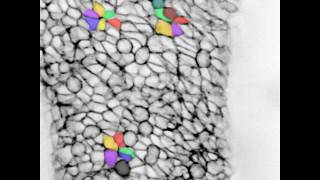 Cell Contractility amp Tissue Tension Coregulate Fgfr2Dependent Tetrads and Rosettes in Mouse Embryo [upl. by Line]