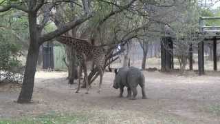 A giraffe kicked a naughty rhino ORIGINAL VIDEO [upl. by Dupaix]